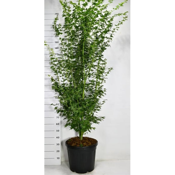 Japansk lönn – Acer palmatum 'Going Green' - C45 200-225 cm.